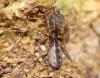 Segestria sp.